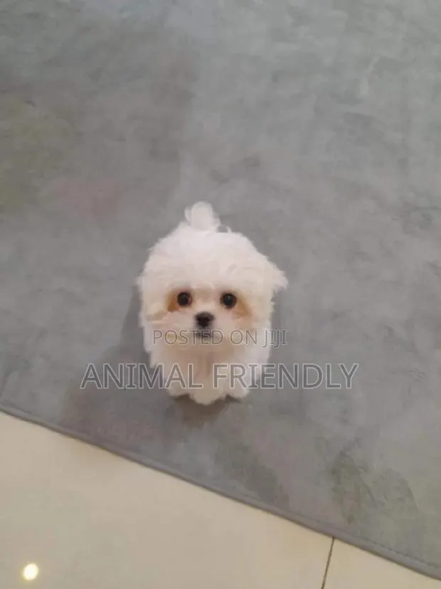1-3 months Male Purebred Maltese · Photo 1