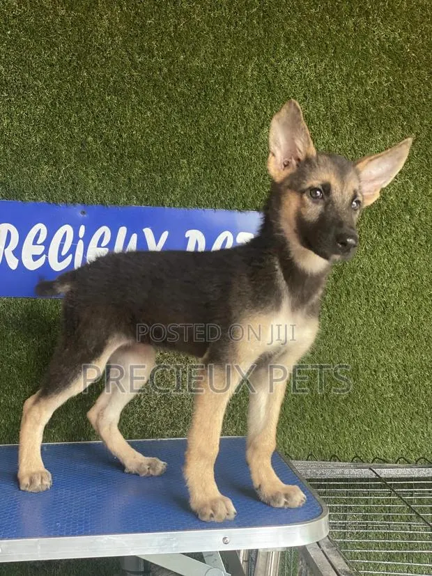 1-3 months Female Purebred German Shepherd · Photo 1