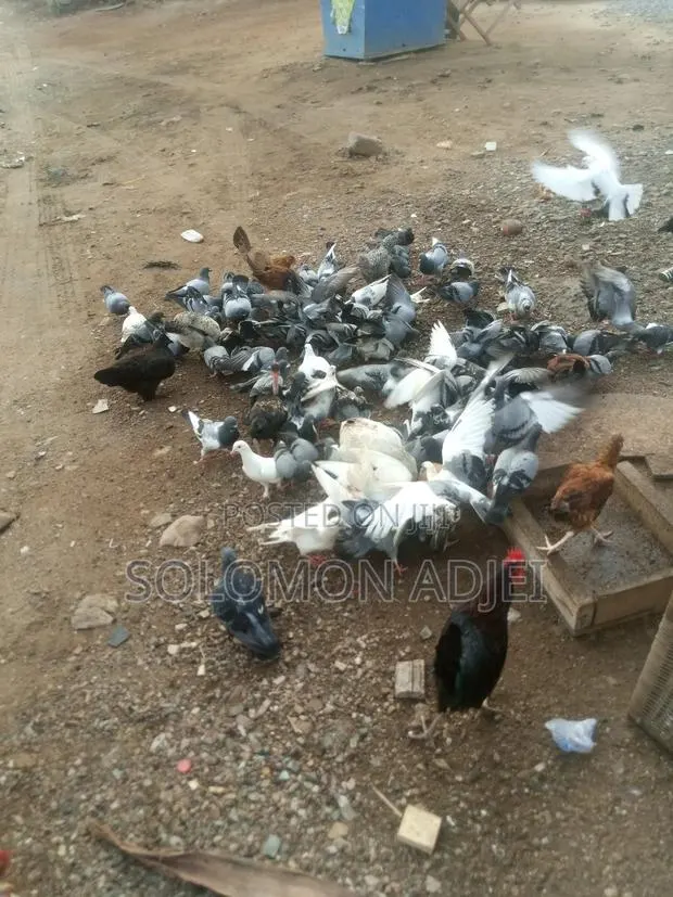 Pigeons For Sale · Photo 1