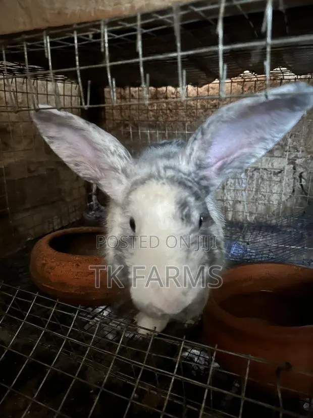 Rabbit for Breeding or Meat · Photo 4