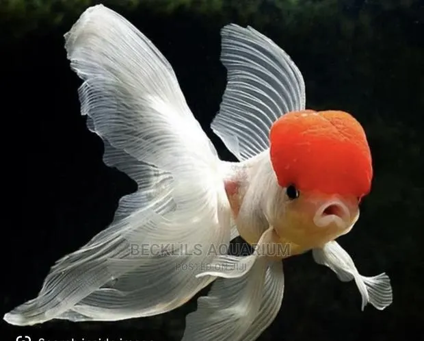 Redcap Oranda · Photo 1