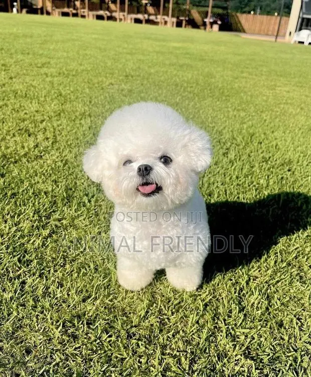 1-3 months Female Purebred Bichon Frise · Photo 1