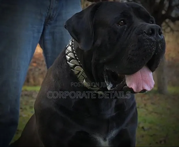 1+ year Male Purebred Boerboel · Photo 1