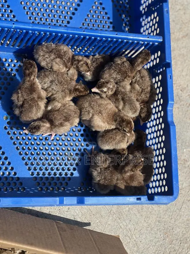 Dayold Bourbon Red or Brown Turkey · Photo 1