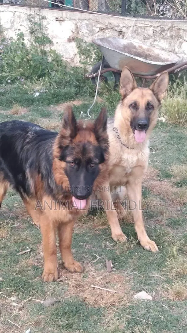 1-3 months Female Purebred Caucasian Shepherd · Photo 1