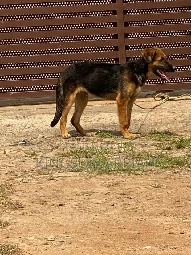 3-6 months Male Purebred German Shepherd · Photo 1