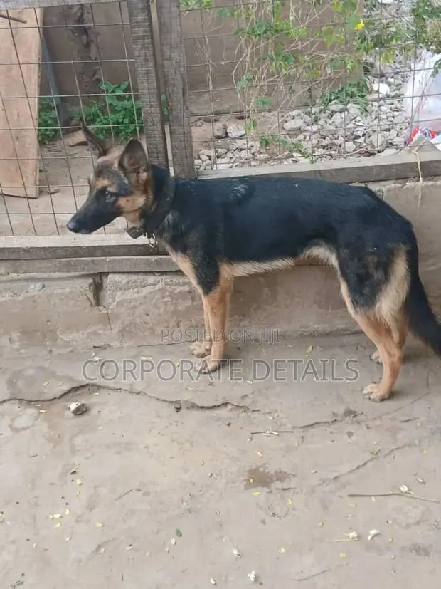 6-12 months Female Purebred German Shepherd · Photo 1