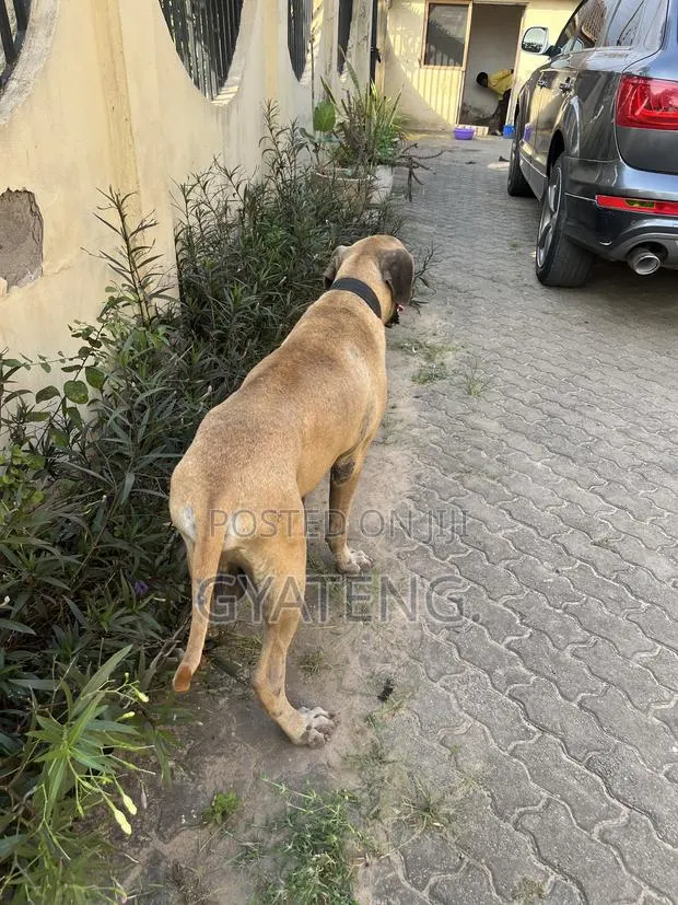 1+ year Male Purebred Mastiff · Photo 1