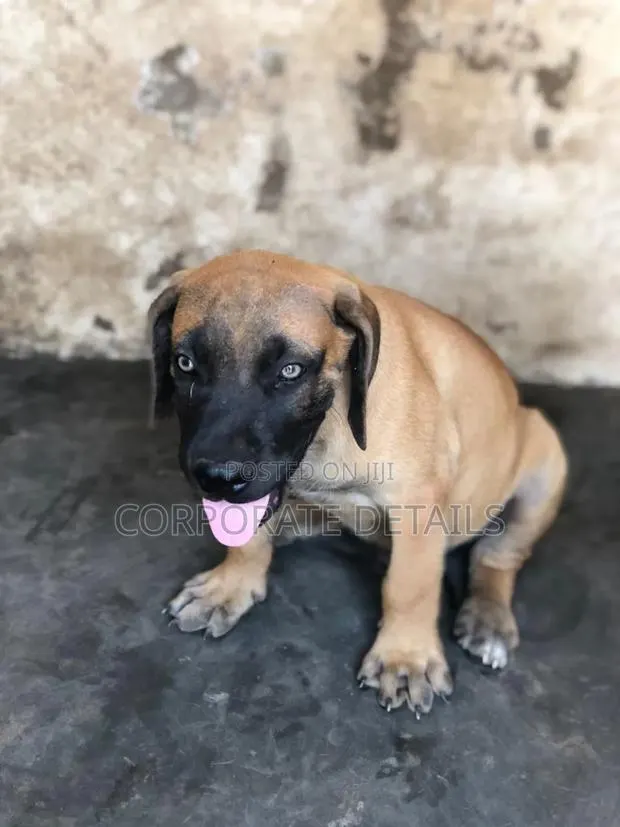 1-3 months Female Purebred Boerboel · Photo 1