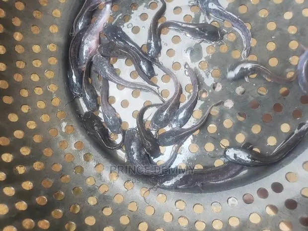 Juvenile Catfish · Photo 1