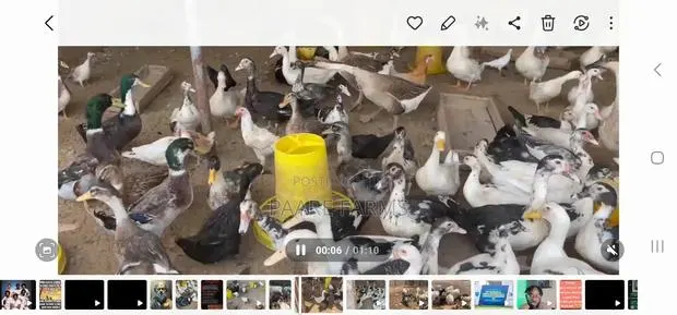 Male Pekin and Muscovy for Meat · Photo 1