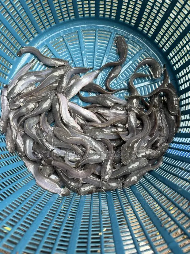 Catfish Fingerlings · Photo 1