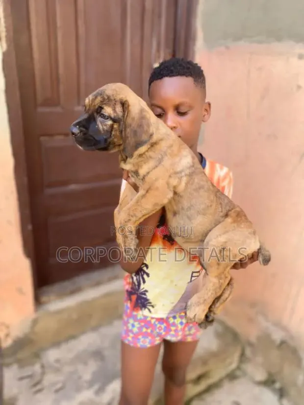 1-3 months Female Purebred Boerboel · Photo 1