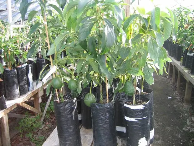 Exotic Grafted Avocado Seedlings ‘Day’ (Persea Americana) · Photo 4