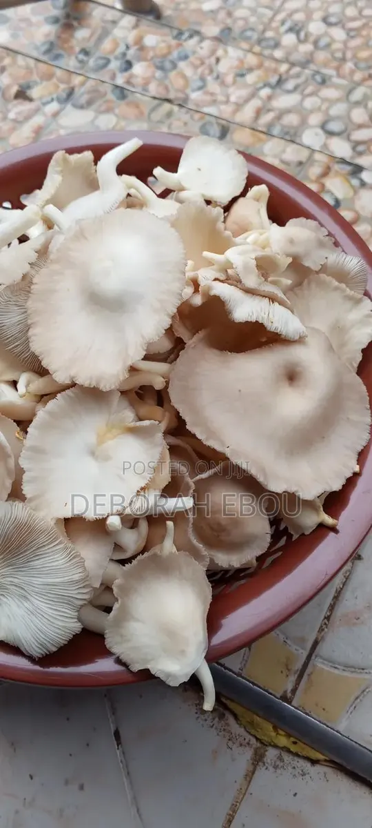 Fresh Mushrooms · Photo 1
