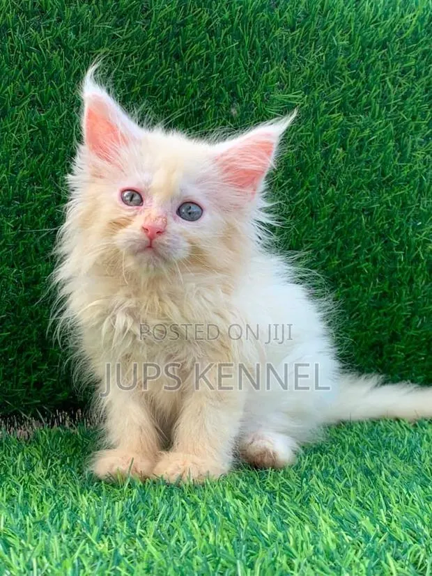 1-3 months Female Purebred Maine Coon · Photo 1