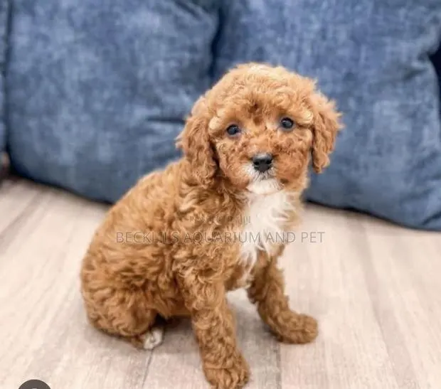 1-3 months Male Purebred Maltese · Photo 1