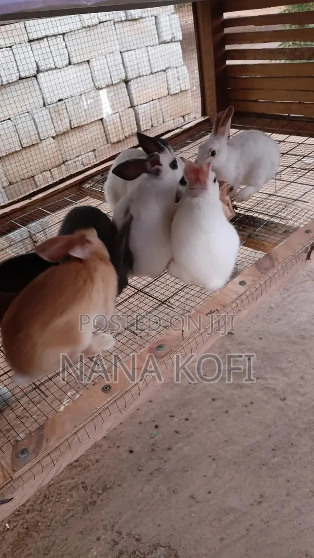 Rabbits for Sell · Photo 1