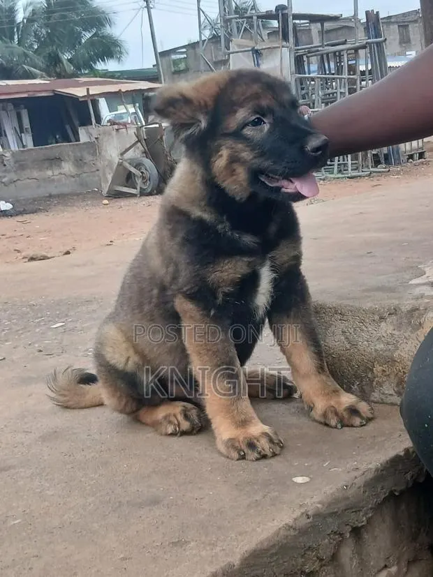 1-3 months Male Purebred Caucasian Shepherd · Photo 1