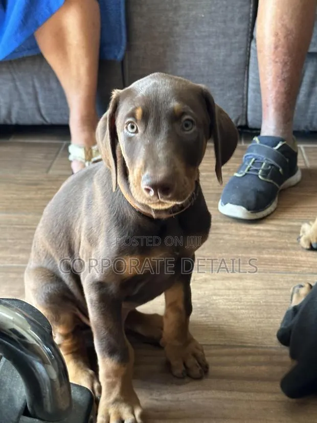 1-3 months Male Purebred Doberman Pinscher · Photo 1