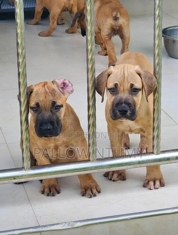 1-3 months Female Purebred Boerboel · Photo 1