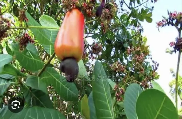 Cashew Farm for Sale · Photo 1