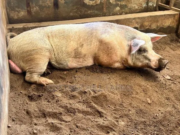 Premium Pork Livestock for Sale · Photo 1