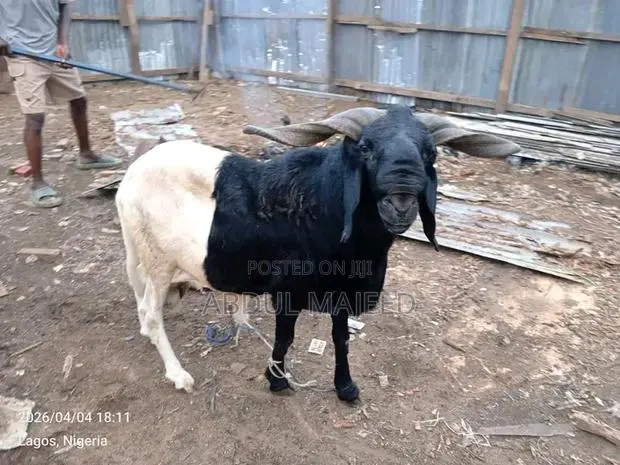 Sheep Is for Sale · Photo 1