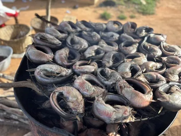 Smoked Catfish · Photo 1