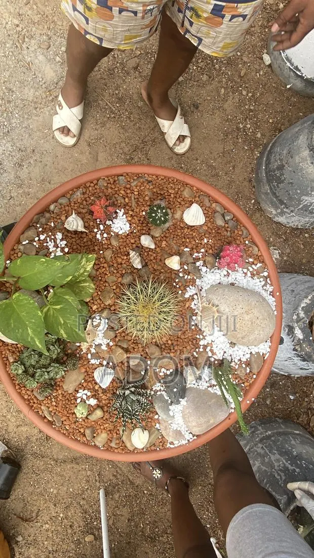 Cactus Bowl · Photo 1