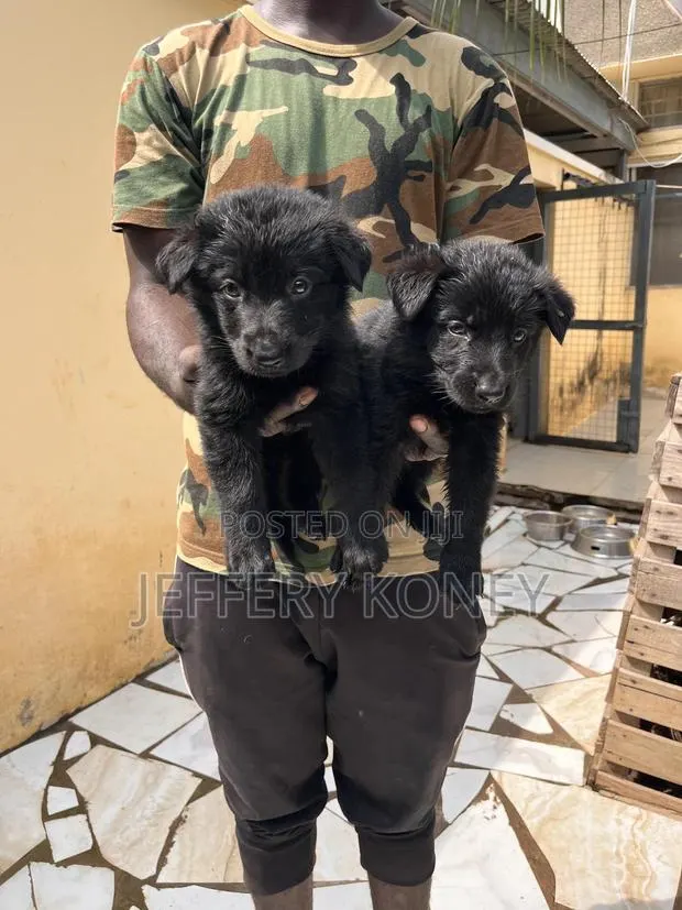 1-3 months Female Purebred German Shepherd · Photo 1