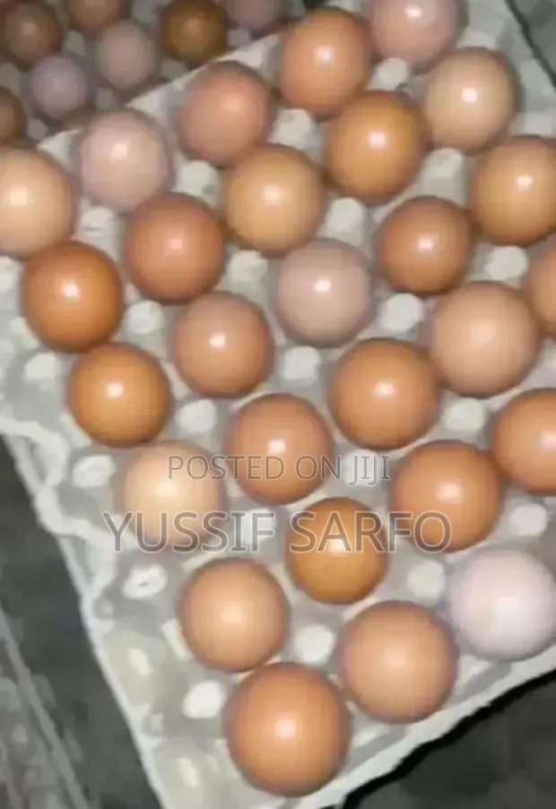 Eggs Business · Photo 1