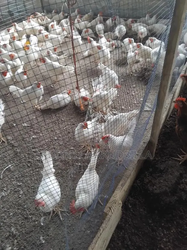 14 Weeks Pullets for Sale · Photo 1