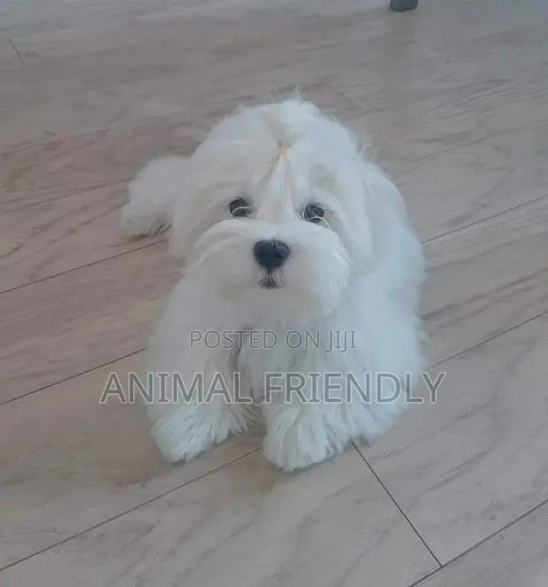 1-3 months Female Mixed Breed Maltese · Photo 1