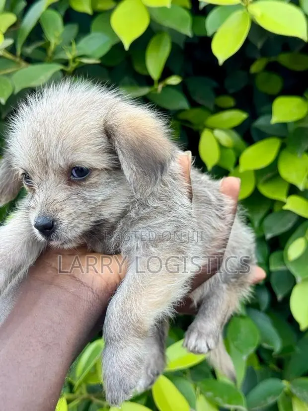 1-3 months Female Mixed Breed Poodle · Photo 1