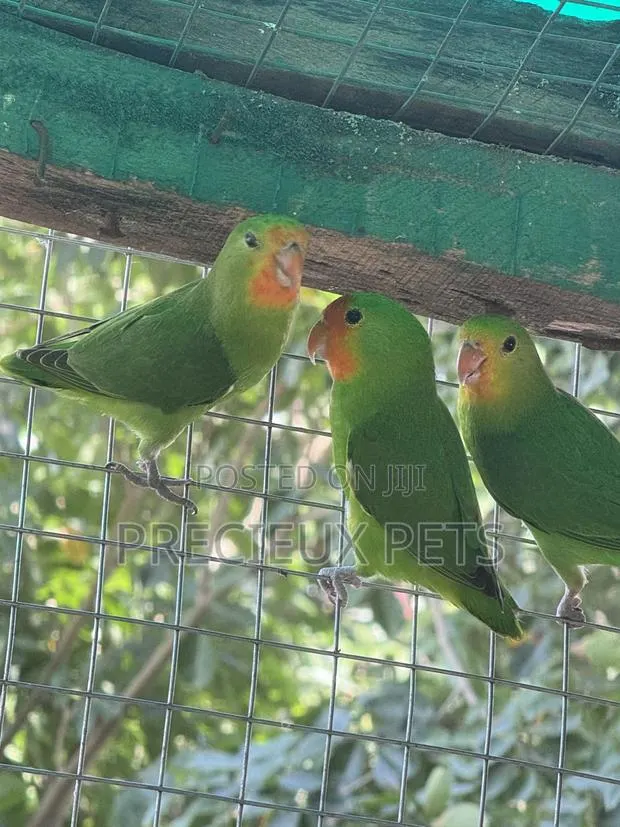 African Redheaded Lovebird · Photo 1