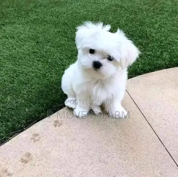 1-3 months Male Purebred Maltese · Photo 1