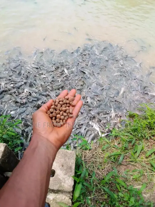 Catfish Earthen Pond · Photo 1