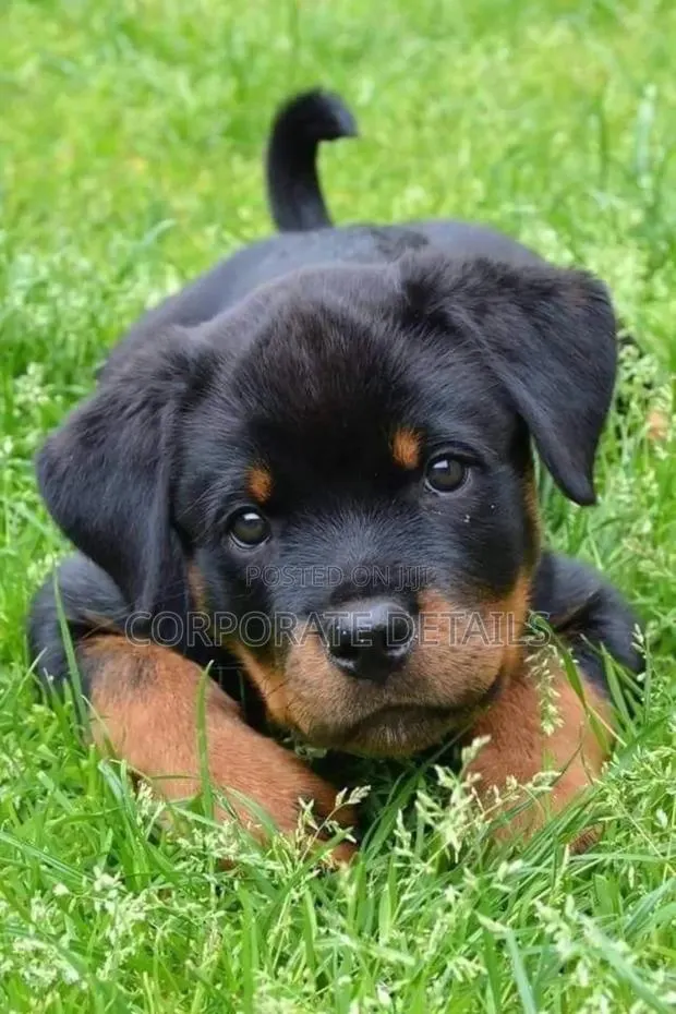 6-12 months Male Purebred Rottweiler · Photo 1