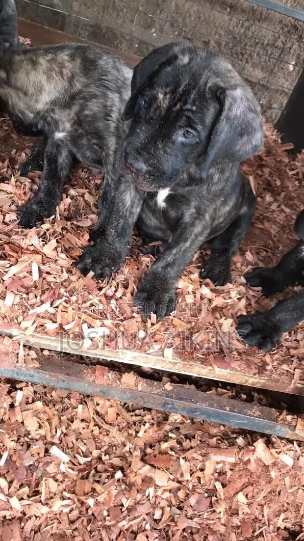 1-3 months Female Purebred Boerboel · Photo 1