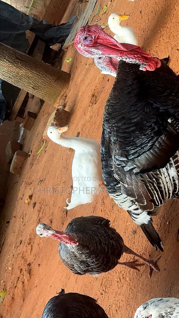 BBL Turkey · Photo 3