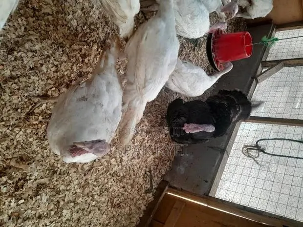 Turkey for Sale · Photo 2
