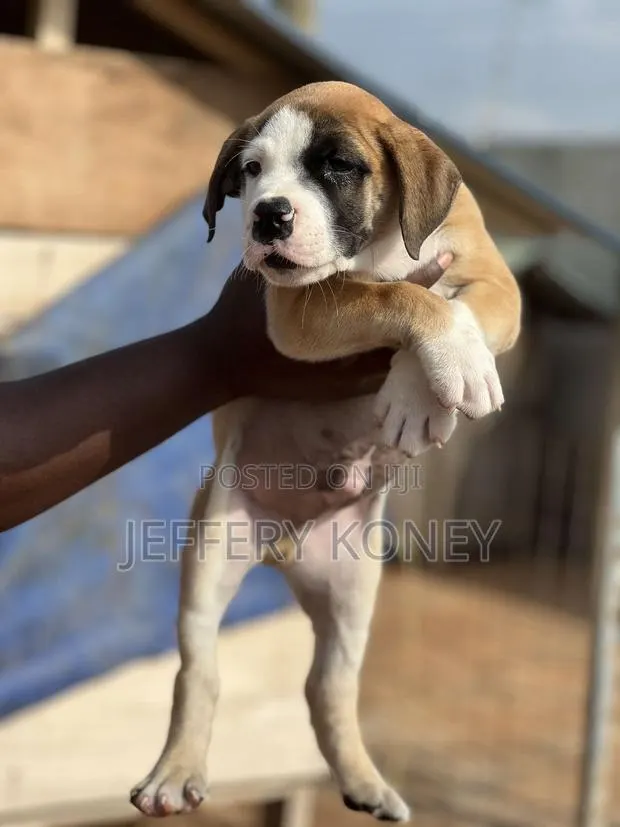 1-3 months Male Purebred Boerboel · Photo 1