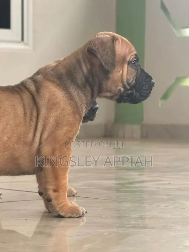 1-3 months Female Purebred Boerboel · Photo 3