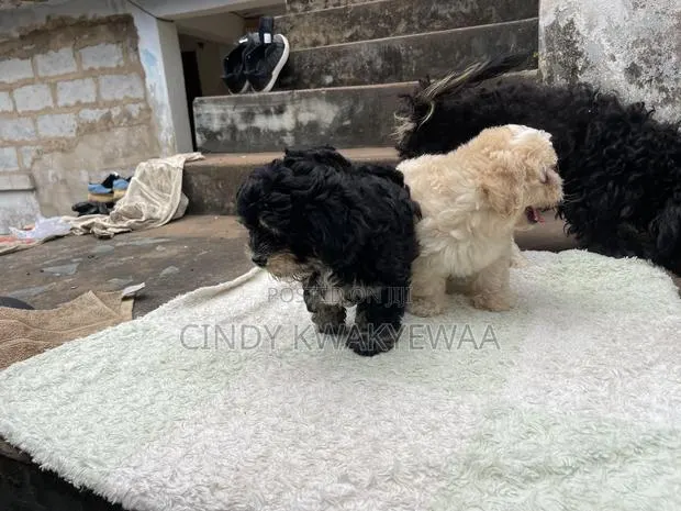 1-3 months Female Purebred Maltese · Photo 2