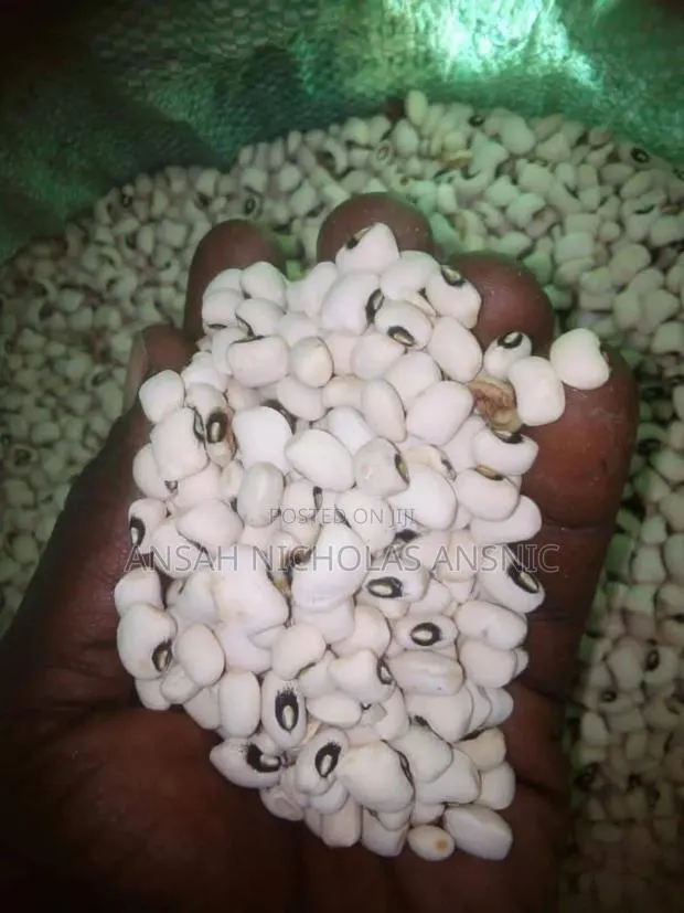 Clean White Bean for Sale in Large Quantities · Photo 1