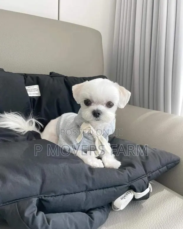 1-3 months Male Purebred Maltese · Photo 1
