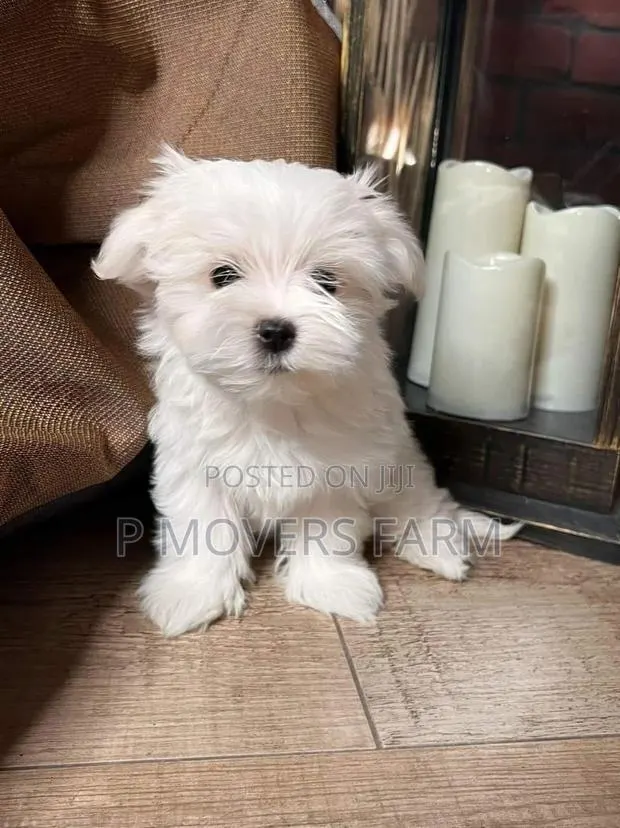 1-3 months Male Purebred Maltese · Photo 1