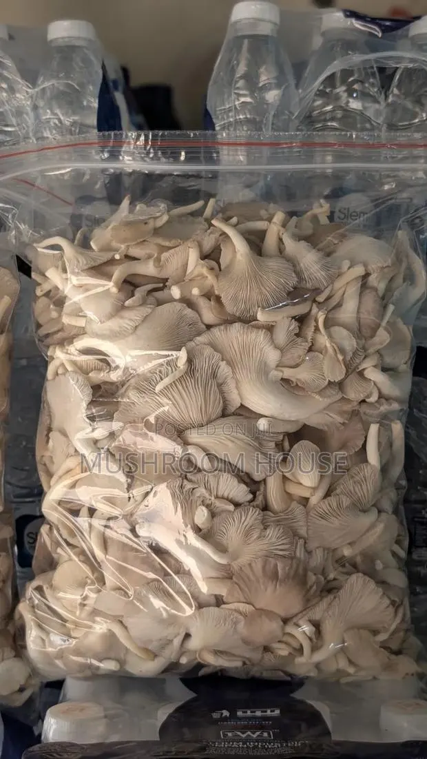Organic Oyster Mushrooms For Sale ( Both Fresh And Dried) · Photo 1