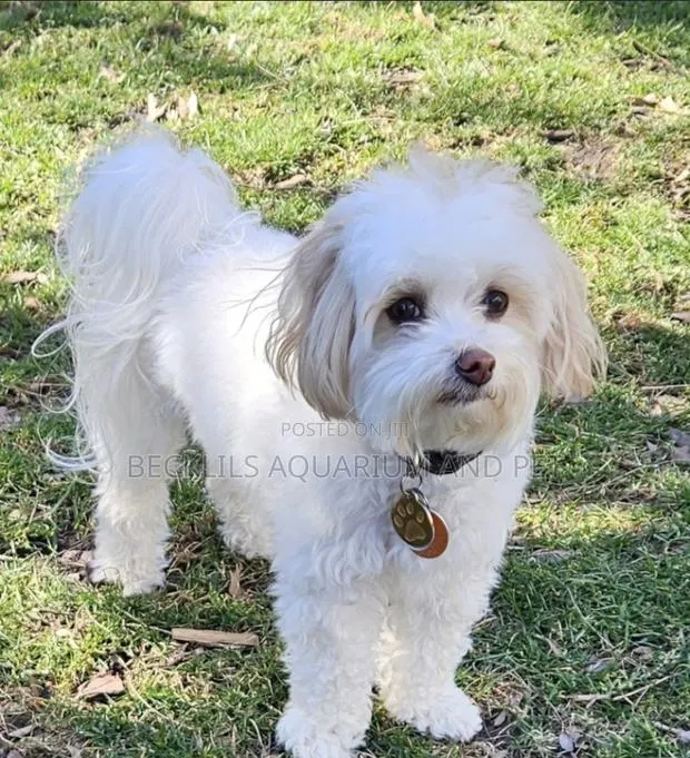 3-6 months Male Purebred Maltese · Photo 1